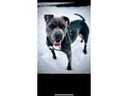 Adopt Chucky a American Bully