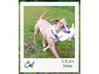Adopt Cal a Tan/Yellow/Fawn - with White American Staffordshire Terrier / Boxer