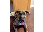 Adopt Reyna a Brindle Black Mouth Cur / American Staffordshire Terrier / Mixed