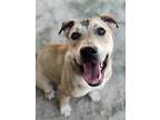 Adopt Kipster a Mixed Breed, Labrador Retriever