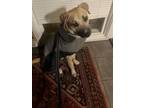 Adopt Waldo a Black Mouth Cur