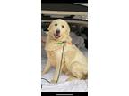 Adopt Gypsy Sally ATX a Great Pyrenees dog in Statewide, TX (38274934)