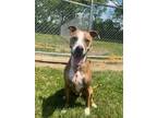 Adopt Hope a Brindle - with White Greyhound / Boxer / Mixed dog in Marion