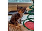 Adopt Buzz a Domestic Shorthair / Mixed (short coat) cat in Panama City