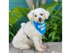 Adopt Joey a Poodle (Miniature) / Mixed dog in Pacific Grove, CA (38095566)
