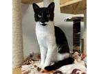 Adopt Millie a Domestic Shorthair / Mixed cat in Pleasant Hill, CA (38277735)