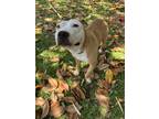 Adopt Spudz a Tan/Yellow/Fawn - with White Mixed Breed (Medium) / Mixed dog in