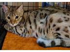 Adopt Blizzard. a Bengal / Mixed (short coat) cat in Phoenix, AZ (38274545)