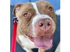 Adopt Willis - Foster or Adopt Me! a American Staffordshire Terrier / Mixed dog