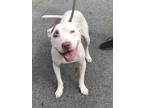 Adopt PETUNIA a White American Pit Bull Terrier / Mixed dog in South Abington