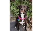 Adopt Gwen a Black - with White Mixed Breed (Medium) / Mixed dog in Richmond