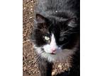Adopt Arimus a All Black Domestic Mediumhair / Mixed (medium coat) cat in