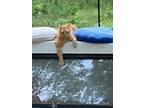 Adopt Titus Red a Orange or Red Domestic Shorthair / Mixed (short coat) cat in