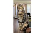 Adopt Cedar a Domestic Shorthair / Mixed cat in Battle Ground, WA (38126221)