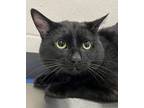 Adopt Eclipse a Domestic Shorthair / Mixed cat in Sheboygan, WI (38281689)