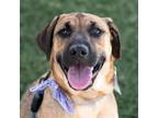 Adopt Mimosa (Classic Pup) a Shepherd (Unknown Type) / Cattle Dog / Mixed dog in