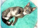 Adopt Copper a Gray or Blue (Mostly) Domestic Shorthair / Mixed (short coat) cat