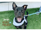 Adopt Jorge a Black Labrador Retriever / Mixed dog in Kansas City, MO (32818902)