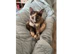 Adopt Caramel 3912 a Domestic Shorthair / Mixed cat in Vista, CA (38241533)
