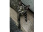 Adopt Toffee 3914 a Domestic Shorthair / Mixed cat in Vista, CA (38241523)