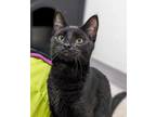 Adopt Dewdrop 3905 a Domestic Shorthair / Mixed cat in Vista, CA (38314835)