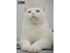 Adopt Gabe a White Domestic Mediumhair (medium coat) cat in Christiansburg