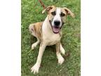 Adopt Miracle a Brindle Labrador Retriever / Terrier (Unknown Type