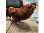 Adopt Johnny a Chicken bird in Escondido, CA (38083940)