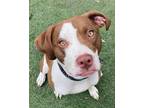 Adopt Wilson a White - with Brown or Chocolate Pit Bull Terrier / Mixed dog in