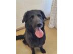 Adopt Jenna a Black Retriever (Unknown Type) / Golden Retriever / Mixed dog in