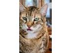 Adopt Miss Kitty a Tortoiseshell Domestic Shorthair / Mixed (short coat) cat in