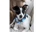 Adopt Odie a Black - with White Rat Terrier / Mixed dog in Key Largo