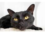 Adopt Eesha (bonded with Joel) a All Black Domestic Shorthair / Mixed (short