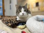 Adopt Bengal a Domestic Shorthair / Mixed cat in Kingston, NY (38252612)