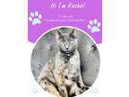 Adopt Kasha (Pounce Cat Cafe) a Gray or Blue Domestic Shorthair / Domestic