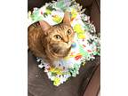 Adopt Mia a Brown Tabby Domestic Shorthair (short coat) cat in North Babylon