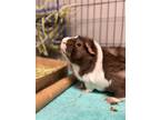 Adopt Elvis a Black Guinea Pig / Mixed small animal in Norfolk, VA (38273007)