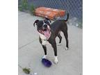 Adopt Sonic a Black - with White American Staffordshire Terrier / Mixed dog in