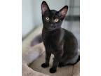 Adopt Kiwi a All Black Domestic Shorthair / Mixed (short coat) cat in Antioch