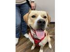 Adopt Doug a Labrador Retriever, Retriever