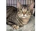 Adopt Ziggy a Tabby, Domestic Short Hair