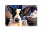 Adopt Pete a Rat Terrier