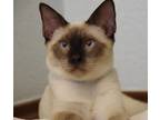 Adopt Branch a Siamese, Oriental Short Hair