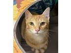 Adopt Mac-a-Roni aka Mac a Tabby, Domestic Short Hair