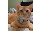 Adopt Cannoli a Tabby