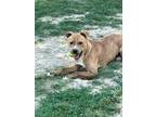 Adopt Silo a Brindle - with White American Pit Bull Terrier / Mixed dog in