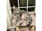 Adopt Macy a Domestic Shorthair / Mixed (short coat) cat in Hoover
