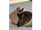 Adopt Jill a All Black Domestic Shorthair (short coat) cat in Quincy