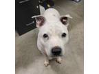 Adopt Moo a White American Pit Bull Terrier / Mixed dog in Key West