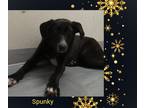 Adopt Spunky a Black Chow Chow dog in Clear Lake, IA (38056948)